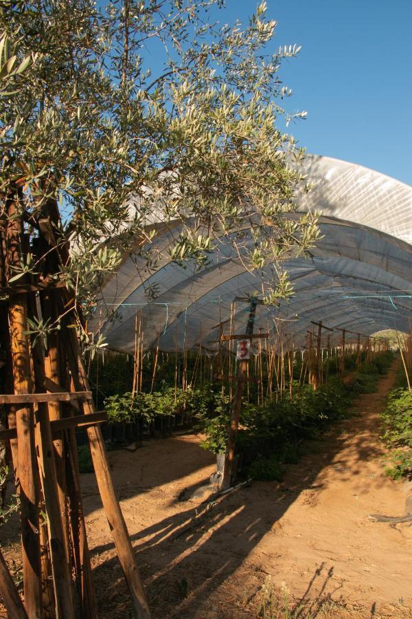 Quinta De Santana Da Varzea Abrantes Kültér fotó